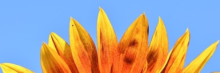 Energie update Gele Zon levenspad 21 augustus - 2 september 2019 - Welke oogst mag jij ontvangen?